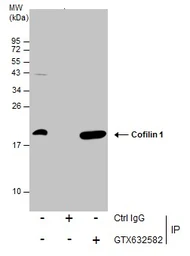 Anti-Cofilin 1 antibody [GT217] used in Immunoprecipitation (IP). GTX632582