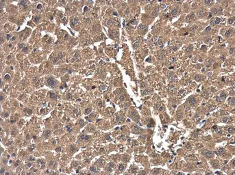 Anti-Cofilin 1 antibody [GT217] used in IHC (Paraffin sections) (IHC-P). GTX632582