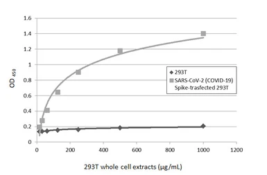 Anti-SARS-CoV / SARS-CoV-2 (COVID-19) spike antibody [1A9] used in ELISA (ELISA). GTX632604