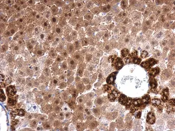 Anti-FACL4 antibody [GT566] used in IHC (Paraffin sections) (IHC-P). GTX632675