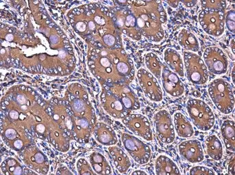 Anti-Filamin B antibody [GT1282] used in IHC (Paraffin sections) (IHC-P). GTX632677