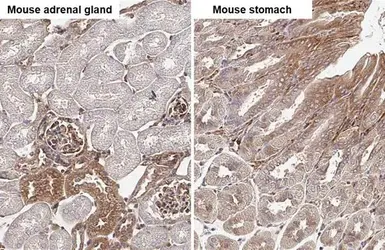 Anti-MYH9 antibody [GT218] used in IHC (Paraffin sections) (IHC-P). GTX633295