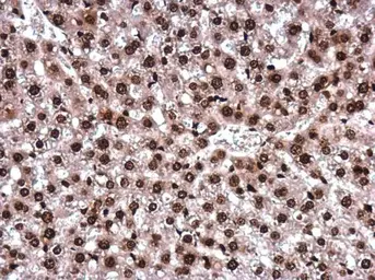 Anti-Histone H2AK5ac (acetyl Lys5) antibody [GT1262] used in IHC (Paraffin sections) (IHC-P). GTX633388