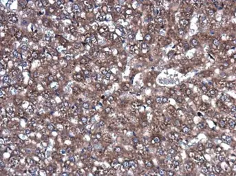 Anti-ROCK2 antibody [GT11712] used in IHC (Paraffin sections) (IHC-P). GTX633389