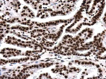 Anti-Histone H4K8ac (acetyl Lys8) antibody [GT478] used in IHC (Paraffin sections) (IHC-P). GTX633420