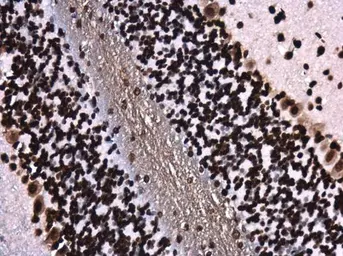 Anti-Histone H4K8ac (acetyl Lys8) antibody [GT478] used in IHC (Paraffin sections) (IHC-P). GTX633420