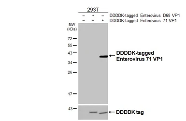 Anti-Enterovirus 71 VP1 antibody [GT9512] used in Western Blot (WB). GTX633583