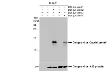 Anti-Dengue virus Capsid protein antibody [GT2287] used in Western Blot (WB). GTX633624