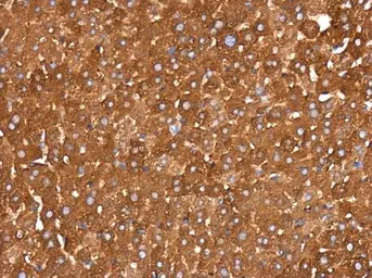 Anti-IDE antibody [GT286] used in IHC (Paraffin sections) (IHC-P). GTX633625