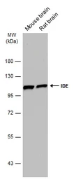 Anti-IDE antibody [GT286] used in Western Blot (WB). GTX633625
