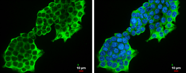 Anti-PSAT1 antibody [GT1353] used in Immunocytochemistry/ Immunofluorescence (ICC/IF). GTX633629