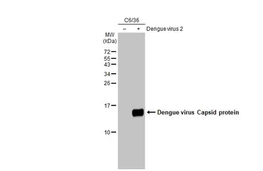 Anti-Dengue virus Capsid protein antibody [GT574] used in Western Blot (WB). GTX633632