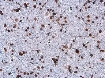 Anti-Histone H3K27ac (Acetyl Lys27) antibody [GT261] used in IHC (Paraffin sections) (IHC-P). GTX633652