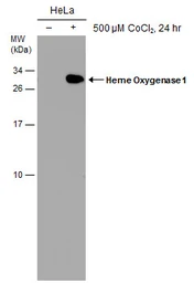 Anti-Heme Oxygenase 1 antibody [GT17811] used in Western Blot (WB). GTX633677