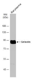 Anti-Gelsolin antibody [GT1656] used in Western Blot (WB). GTX633690