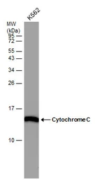 Anti-Cytochrome C antibody [GT577] used in Western Blot (WB). GTX633691
