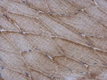 Anti-Cytochrome C antibody [GT577] used in IHC (Paraffin sections) (IHC-P). GTX633691