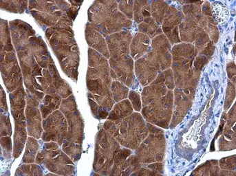 Anti-IDE antibody [GT143] used in IHC (Paraffin sections) (IHC-P). GTX633694