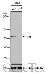 Anti-IDE antibody [GT143] used in Western Blot (WB). GTX633694
