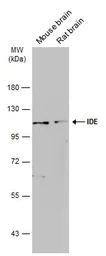 Anti-IDE antibody [GT143] used in Western Blot (WB). GTX633694