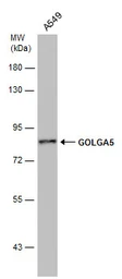 Anti-GOLGA5 antibody [GT2726] used in Western Blot (WB). GTX633810
