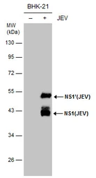 Anti-Japanese encephalitis virus NS1 antibody [GT481] used in Western Blot (WB). GTX633812