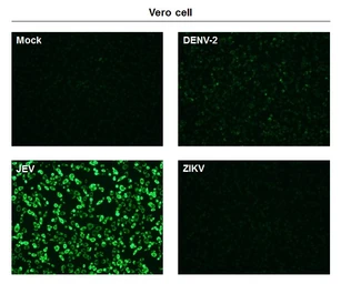 Anti-Japanese encephalitis virus NS1 antibody [GT481] used in Immunocytochemistry/ Immunofluorescence (ICC/IF). GTX633812