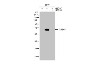Anti-GAD67 antibody [GT1982] used in Western Blot (WB). GTX633816