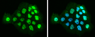 Anti-p63 antibody [GT1179] used in Immunocytochemistry/ Immunofluorescence (ICC/IF). GTX633818