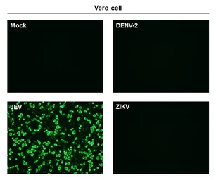 Anti-Japanese encephalitis virus NS1 antibody [GT1448] used in Immunocytochemistry/ Immunofluorescence (ICC/IF). GTX633819