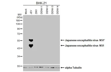 Anti-Japanese encephalitis virus NS1 antibody [GT1410] used in Western Blot (WB). GTX633820