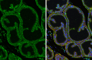 Anti-ALDH1A3 antibody [GT926] used in IHC (Paraffin sections) (IHC-P). GTX633822