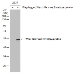 Anti-West Nile virus Envelope antibody [GT3029] used in Western Blot (WB). GTX633919
