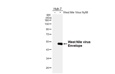 Anti-West Nile virus Envelope antibody [GT3029] used in Western Blot (WB). GTX633919
