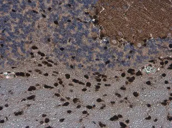 Anti-QKI antibody [GT2612] used in IHC (Paraffin sections) (IHC-P). GTX633921
