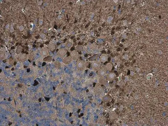 Anti-QKI antibody [GT2612] used in IHC (Paraffin sections) (IHC-P). GTX633921