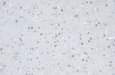 Anti-QKI antibody [GT2612] used in IHC (Paraffin sections) (IHC-P). GTX633921