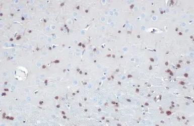 Anti-QKI antibody [GT2612] used in IHC (Paraffin sections) (IHC-P). GTX633921