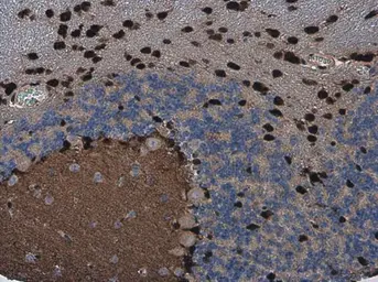 Anti-QKI antibody [GT228] used in IHC (Paraffin sections) (IHC-P). GTX633922