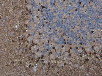 Anti-QKI antibody [GT228] used in IHC (Paraffin sections) (IHC-P). GTX633922
