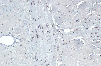 Anti-QKI antibody [GT228] used in IHC (Paraffin sections) (IHC-P). GTX633922