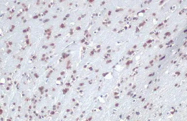 Anti-QKI antibody [GT228] used in IHC (Paraffin sections) (IHC-P). GTX633922