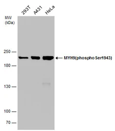 Anti-MYH9 (phospho Ser1943) antibody [GT144] used in Western Blot (WB). GTX633955