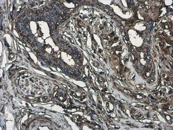 Anti-MYH9 (phospho Ser1943) antibody [GT144] used in IHC (Paraffin sections) (IHC-P). GTX633955