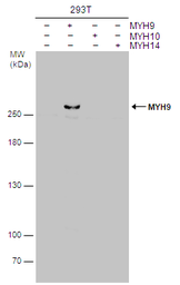 Anti-MYH9 antibody [GT566] used in Western Blot (WB). GTX633960