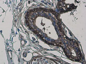 Anti-MYH9 antibody [GT566] used in IHC (Paraffin sections) (IHC-P). GTX633960