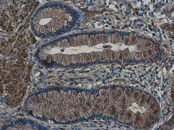 Anti-MYH9 antibody [GT566] used in IHC (Paraffin sections) (IHC-P). GTX633960