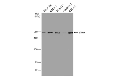 Anti-MYH9 antibody [GT566] used in Western Blot (WB). GTX633960