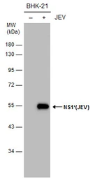 Anti-Japanese encephalitis virus NS1' antibody [GT25111] used in Western Blot (WB). GTX633961