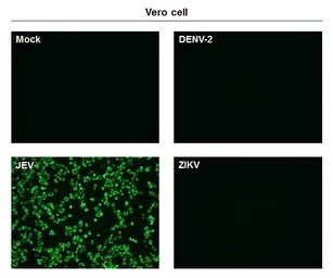 Anti-Japanese encephalitis virus NS1' antibody [GT25111] used in Immunocytochemistry/ Immunofluorescence (ICC/IF). GTX633961